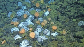 Der Garten der Oktopoden