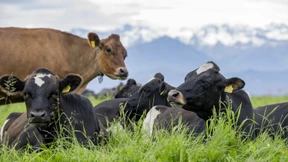 Wie Zölle die Schnitzelpreise treiben
