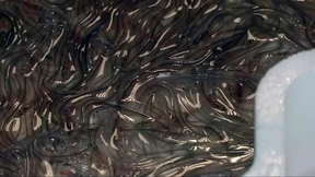 Zoll beschlagnahmt 1,6 Millionen Aale