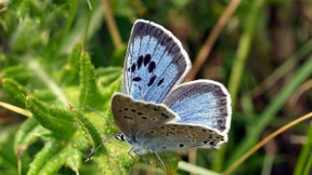 Zu Hause in der Höhle des Löwen