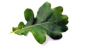 Wachstum statt Stress und Sonnenbrand