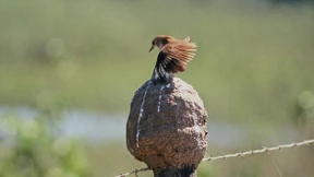 Nutznießer der Brandrodung