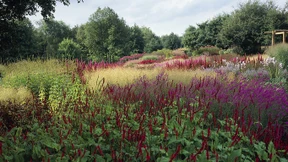 Mit diesen Pflanzen machen Sie nichts falsch