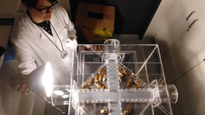 Kakerlaken laufen langsamer, wenn sie Zuschauer haben