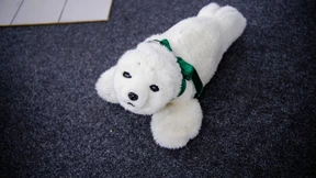 Von Maschinen geduscht, bewacht und bekuschelt