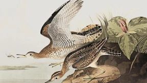 Ihre Namen sollen verschwinden, damit Vögel gerettet werden