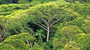 Die Schattenseiten der Bioenergie