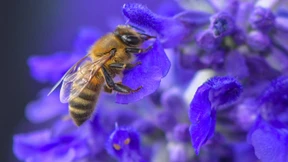 Während die Insekten sterben, wagt die Politik weniger Ökologie