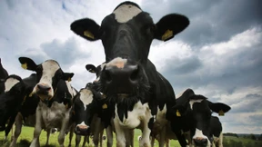 Die Milchbauern suchen den Rettungsring an der Börse