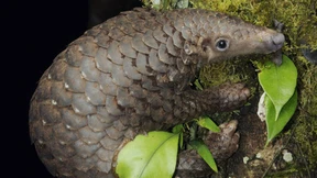 Wehrlos wie ein Tannenzapfen