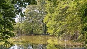 Wie der Regen im Waldboden bleiben kann