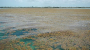 Größter Algenteppich im Atlantik entdeckt