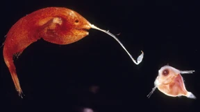 Hallo Schatz, in meinem Bauch ist noch ein Plätzchen frei!