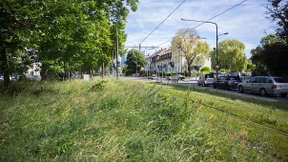 Blühende Wiesen statt Monokulturen