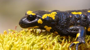 Tödlicher Salamander-Pilz jetzt auch in Nordhessen