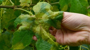 Der Kampf um das Kupfer 