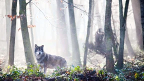 Lebhaftes Treiben bei den Grauwölfen