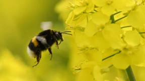 Warum Hessens Bauern auf Raps setzen