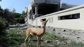 Nato bombardiert Kommandozentrale in Tripolis