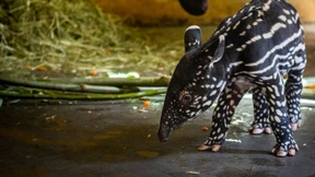 Baby-Tapir in Antwerpen geboren