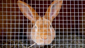 Die Angsthasen von der AfD