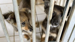 Tierzucht außer Kontrolle 