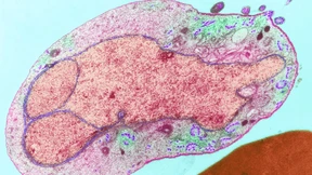 Der Trick des Malaria-Erregers