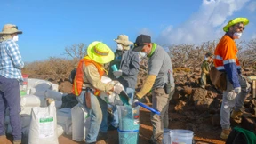 Gift-Drohnen gegen Ratten