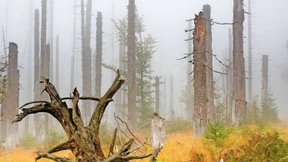 Der Streit ums Totholz