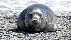Kegelrobben zurück in der Ostsee