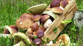 Männer sammeln zu viele Pilze und müssen Strafe zahlen