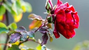 Rosen und Regen zu Weihnachten