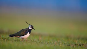 Ist der Kiebitz ein guter Vogel des Jahres?
