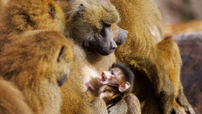 Mehr als 100 Anzeigen nach Pavian-Tötung