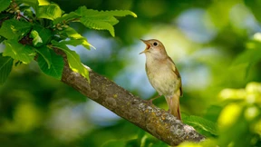Dieser Vogel ist so laut wie eine Holzfräse