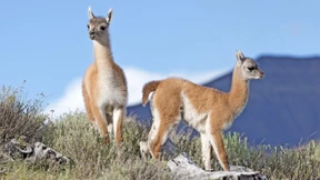 Die wolligen Kamele der frühen Andenvölker