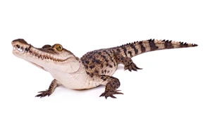 Ein Krokodil, das macht nicht viel