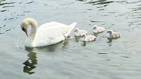 Jugendliche verspeisen Gemeinde-Maskottchen
