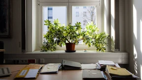 Schöne grüne Bürowelt?