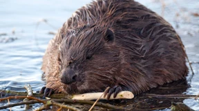Nützlicher Naturschützer und teurer Plagegeist  
