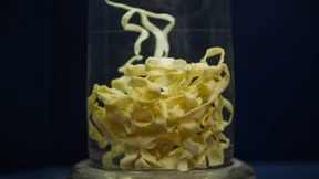 Der Wurm, dein Feind und Helfer  