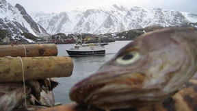 Kopflos auf den Lofoten