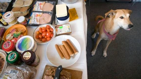 Zu niedlich und zu schlau