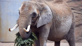 Keine Möhren mehr für Zimba