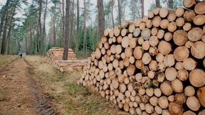 Brennholz aus heimischen Wäldern wird knapp