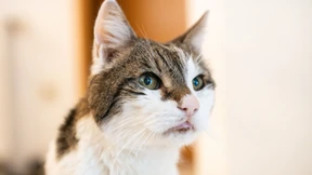 Kater ausgesetzt – Mann zu Geldstrafe verurteilt