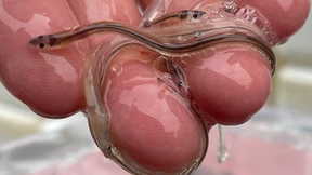 Europol gelingt Schlag gegen Glasaal-Schmuggler