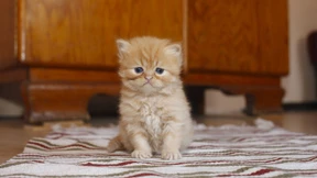 Youtube mahnt, weil die Katze schnurrt