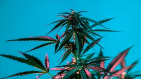 Keine Mehrheit für Cannabis-Legalisierung