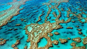 Leben und Tod am Great Barrier Reef